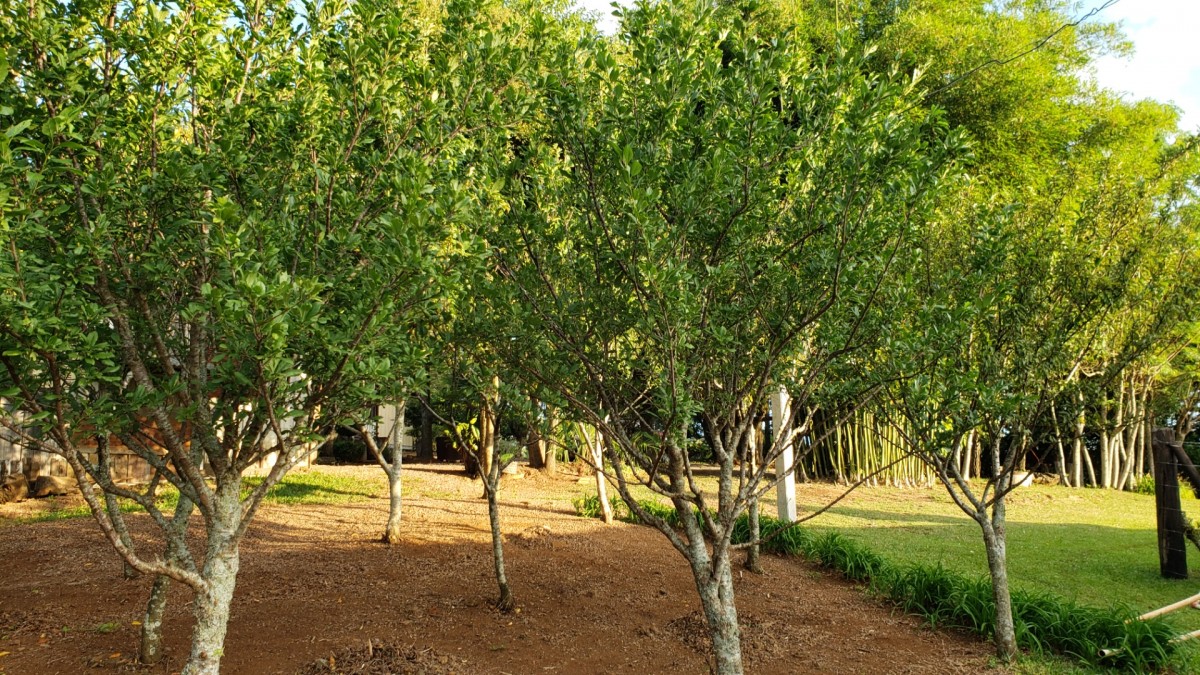 Terreno Rural